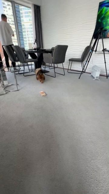 А говорят, что шпитцы едят все, а вот и нет 🤣 смотреть онлайн