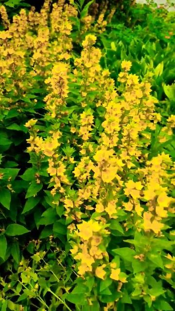 Новосибирск, цветы красиво смотреть онлайн