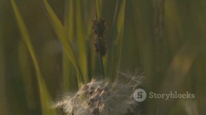 Удивительные брачные игры у животных