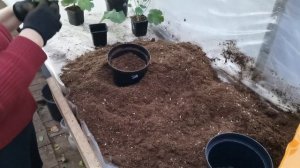 Перелив пеларгонии, что делать?