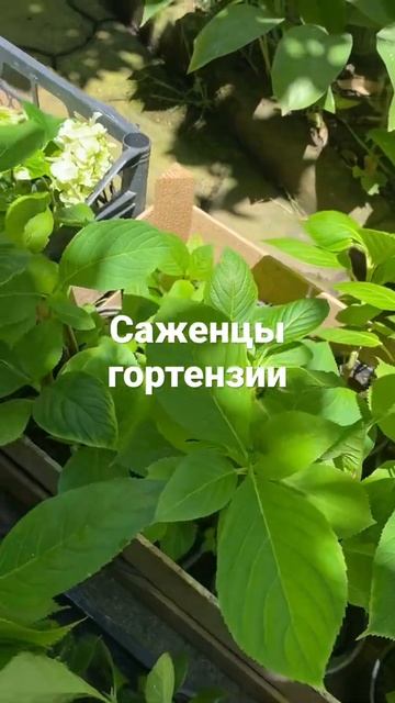 Гортензии Саженцы гортензии для связи 8-918-105-60-69