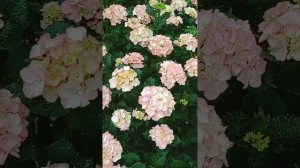 Rendezvous Froufrou крупнолистная гортензия. Обзор сорта от Gorte