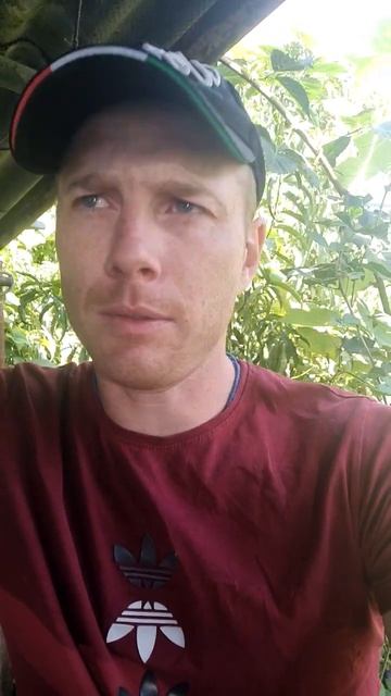 почему Мерседес и другие едят много масло #shorts #shorts #video смотреть онлайн