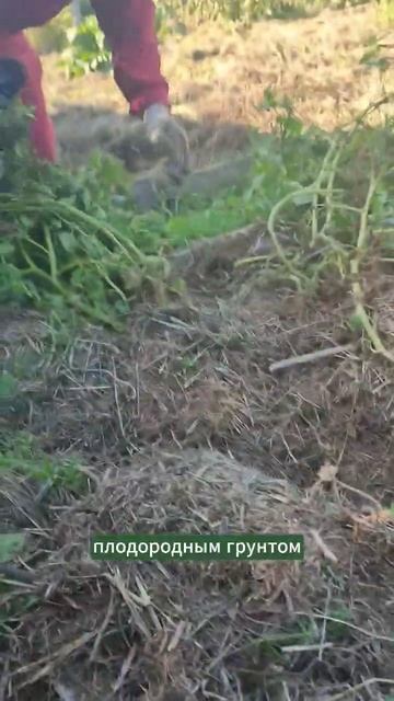Плодородный грунт #огород #мульчирование #природноезе смотреть онлайн