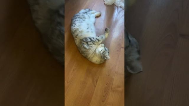 Счастье смотреть онлайн