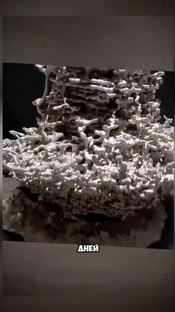 Насколько большой может быть муравьиная колония смотреть онлайн