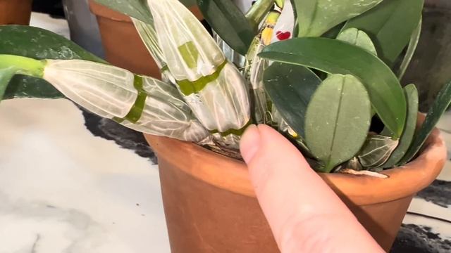 Дендробиумы , неофинетии на прохладном  окне с минимум