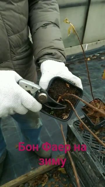 #гортензии #бонфаер #пиксио смотреть онлайн