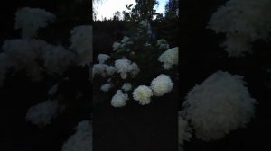 гортензия "Фантом" 26.08.24 г.