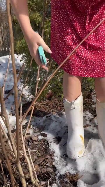 Стрижка метельчатых гортензий - это просто ❤️