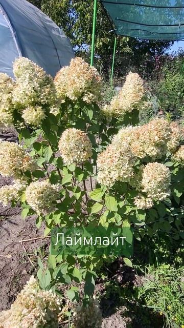 Великий кущ гортензії волотистої Лаймлайт, продаж #decor смотреть онлайн