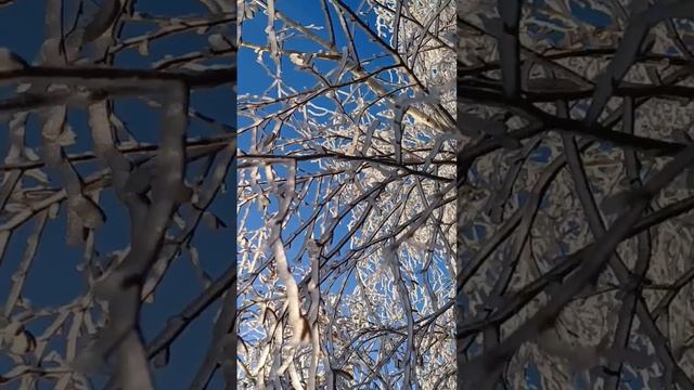 Веточки березы словно кружево❄️ #зима #зимнийлес #зим смотреть онлайн