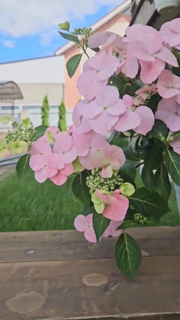 Ампельная гортензия French Bolero