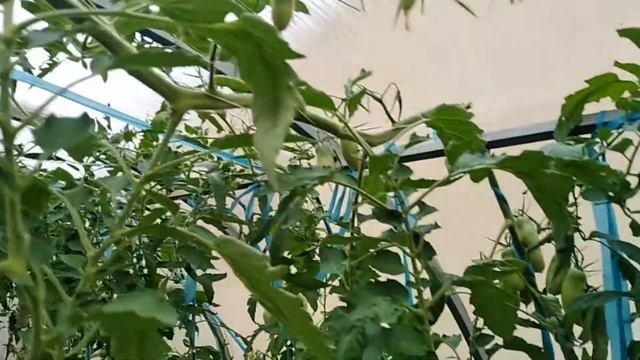 31 июля 2021г. ВЕЧЕРНИЙ СБОР смотреть онлайн