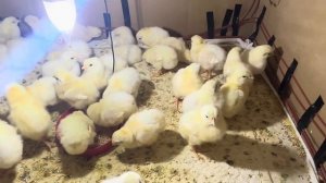 Выращивание цыплят в домашних условиях, цыплятам 3 дня