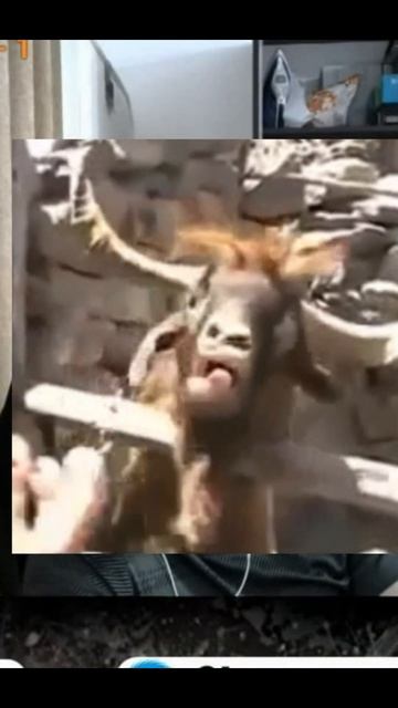 есть контакт кор смотреть онлайн