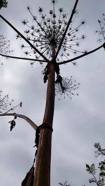 Вести с полей... борщевик Сосновского!!! #рекомендации смотреть онлайн