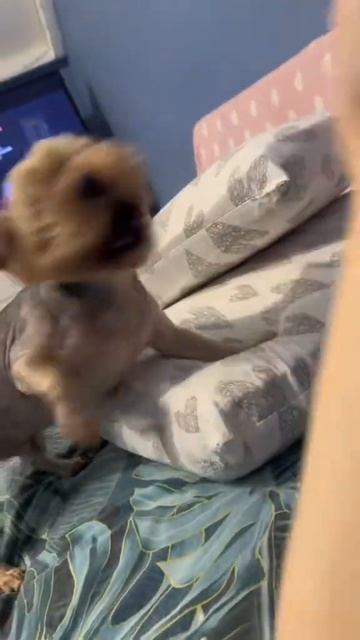 #лайк#подписка#сочи#топ#видео#собака#друг#дом#уют смотреть онлайн