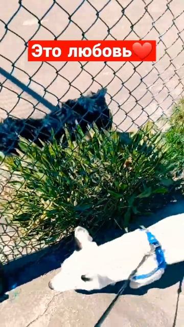 У собак тоже есть чувства 😃☝️❤️#украина #одесса #со? смотреть онлайн