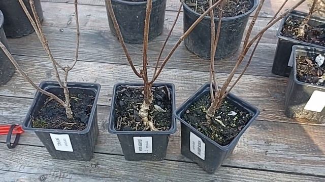 ГОРТЕНЗИИ ГОТОВЫЕ К ОТПРАВКЕ // ВАЦАП ДЛЯ ЗАКАЗА 89152458159