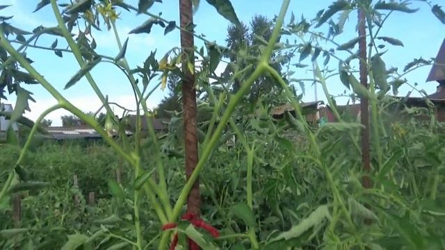 Томат Покоритель неба в открытом грунте. Ярко - красные плоды на фоне голубого неба. смотреть онлайн