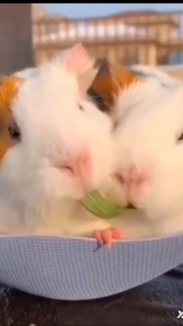 #хомячки #морскиесвинки милые морские свинки едят тра? смотреть онлайн