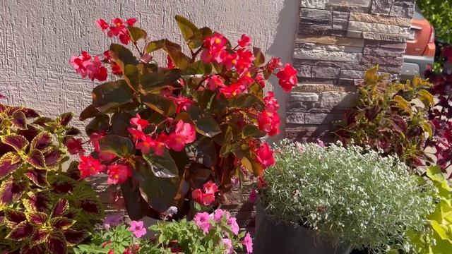 Колеусы. Обзор. Мои любимые сорта. смотреть онлайн