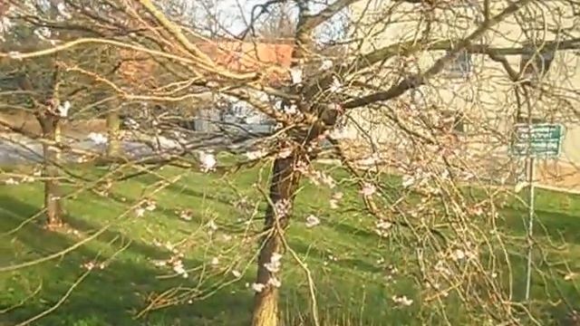 Жизнь в Германии. Каменц. Теплая зима. смотреть онлайн