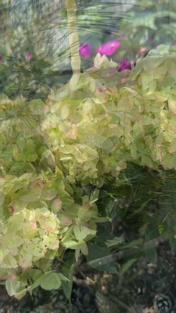 С каждым днем они пышнее и красивее 😍 они шикарны 🥹 #f смотреть онлайн