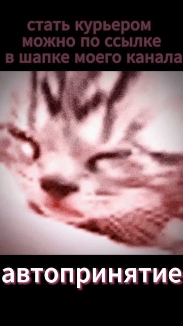 Как нужно принимать заказы в Яндекс Еда? #доставка #ку? смотреть онлайн