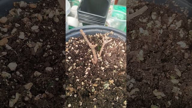 Гортензии иногда погибают. К сожалению, есть выпады. 26. смотреть онлайн