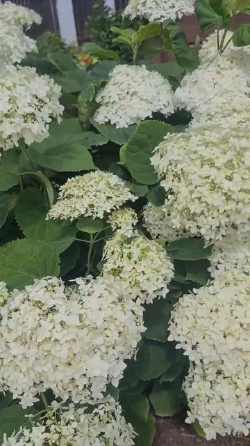 Шикарные гортензии