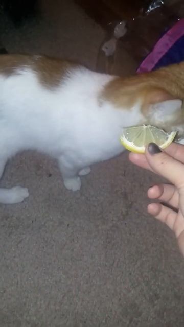Кошки/Смешные коты/Кот Тоша кушает лимон #кот #кошка #с?