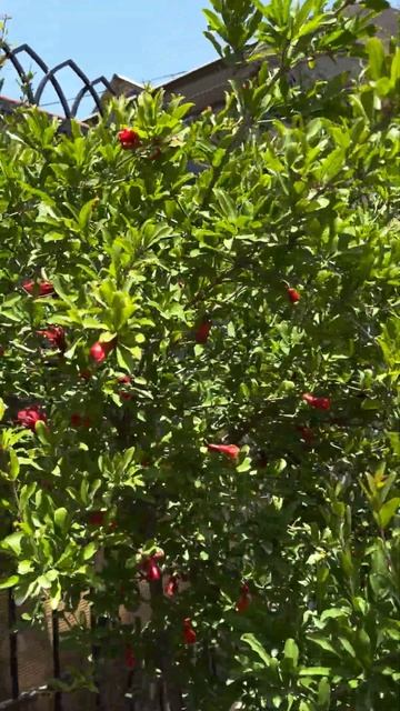 Цветение гранат. смотреть онлайн