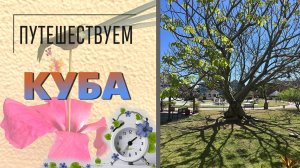 Cuba libre. Patria o muerte. Какие растения выращивают и озеленение территорий на острове свободы.