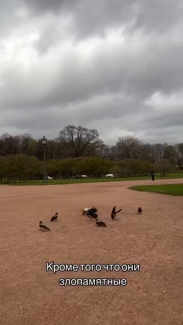 такса гоняет ворон смотреть онлайн