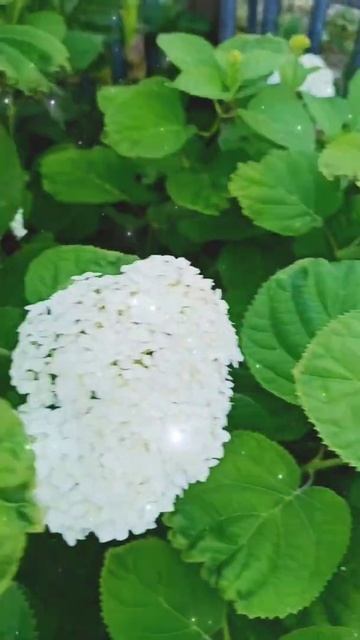 гортензия кустовая