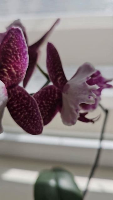 Неймовірний Mei Dar Prince та корела Джек #cockatiel #орхідеї #birds смотреть онлайн