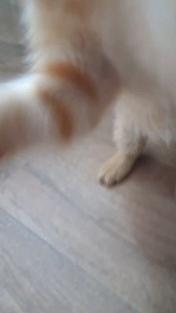 Котёнок играется 🐱 . #котики #котята #кошка #кошки #cat #ca смотреть онлайн