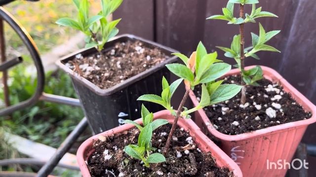 Саженцы гортензии из питомника. 23 апреля 2025г