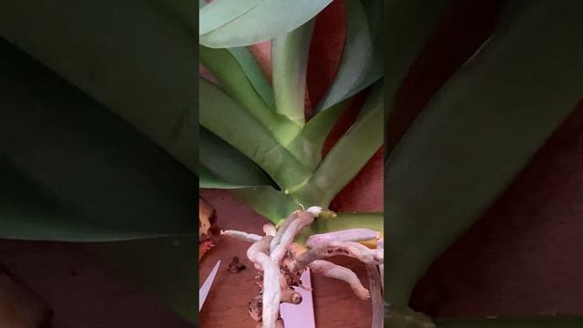 Орхидея в системе содержание 36/5 Как себя чувствует. смотреть онлайн