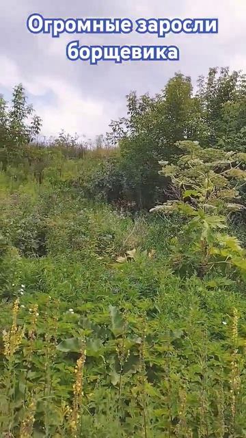 Огромный борщевик смотреть онлайн