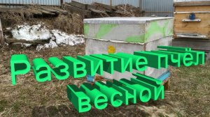 Весеннее развитие пчёл: КРИТИЧЕСКИ важные правила от профессора Кашковского
