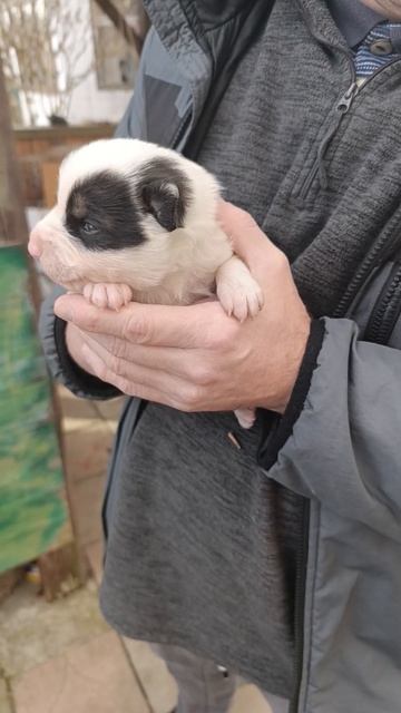 У нас есть щенок#щенок #щенки #собака #малыш смотреть онлайн