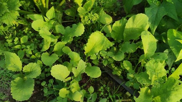 Теплиця, осінні вітаміни, як зберігатимемо врожай смотреть онлайн