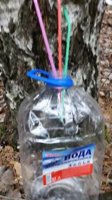 Сбор берёзового сока в апреле 2022 года. смотреть онлайн