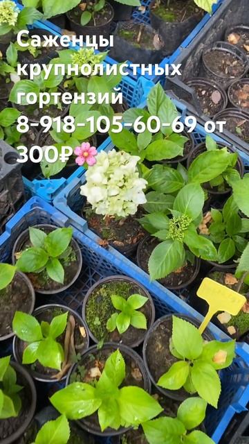 Саженцы крупнолистных гортензий 8-918-105-60-69 #гортензии #? смотреть онлайн