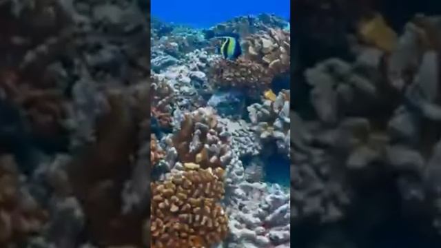 Музыка Природы! В этой нежной мелодии есть всё, чтобы п смотреть онлайн