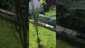 Ель энгельмана Снейк/ Picea engelmannii Snake