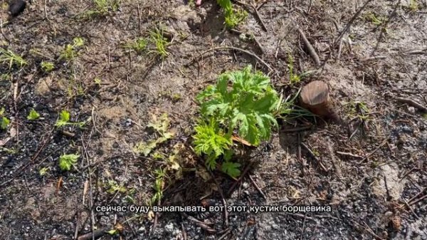 Как ИЗБАВИТЬСЯ ОТ БОРЩЕВИКА НАВСЕГДА!!!